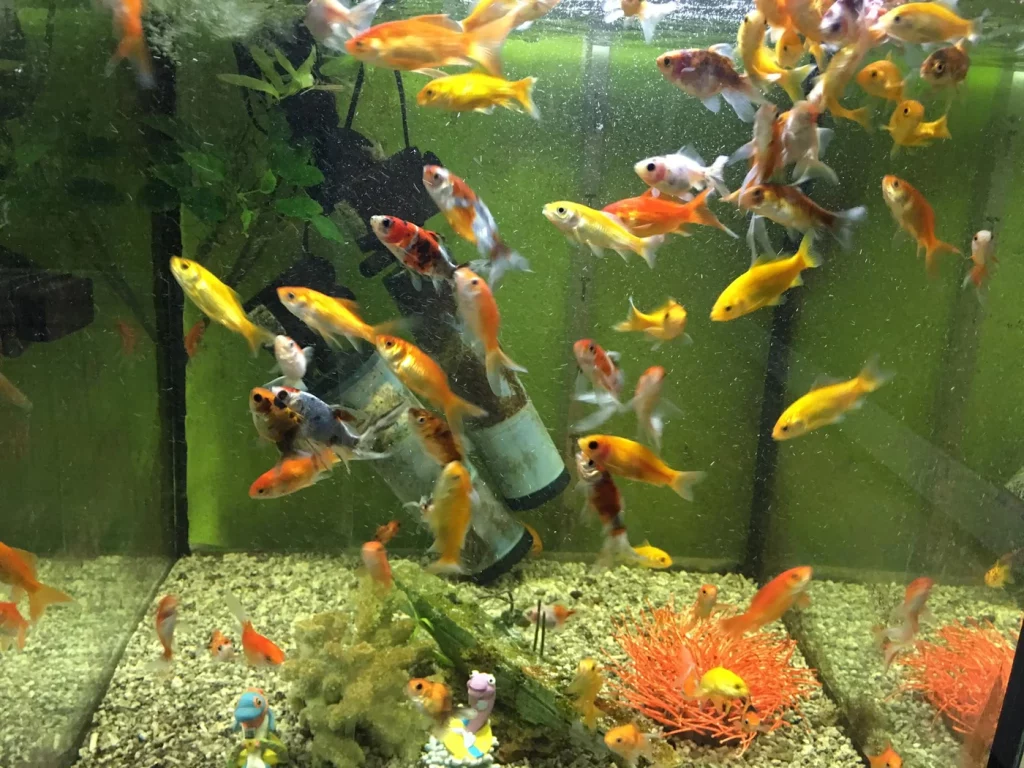 Peces de colores nadando en un acuario, representando la oferta de peces y acuarios en nuestra tienda de alimentación y accesorios para mascotas en Atarfe