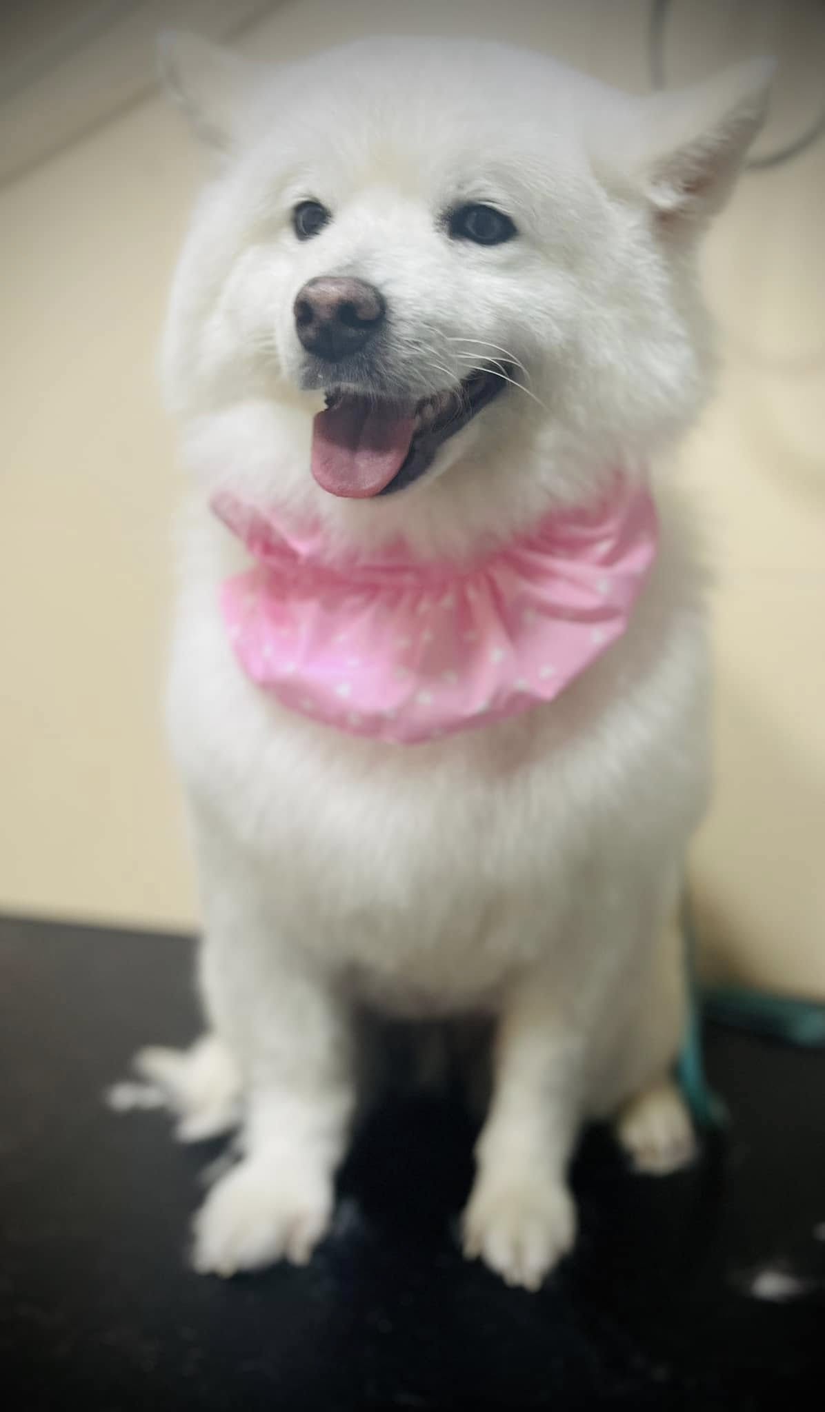 Perro blanco adornado con cuello rosa tras sesión de estética en tienda de alimentación y accesorios para mascotas en Atarfe
