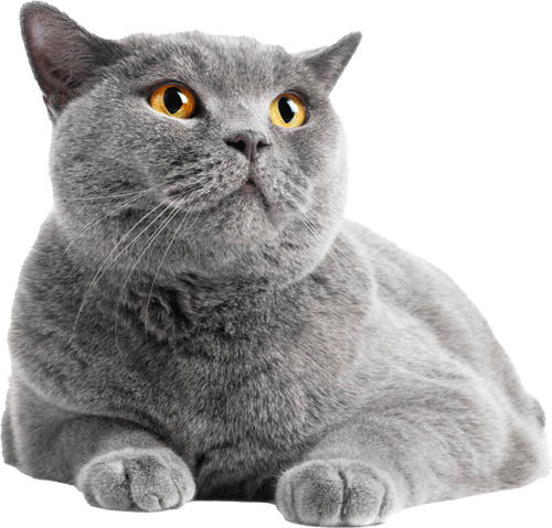Gato blanco descansando junto a un ordenador portátil, imagen ideal para contenido digital en tienda de alimentación y accesorios para mascotas en Atarfe