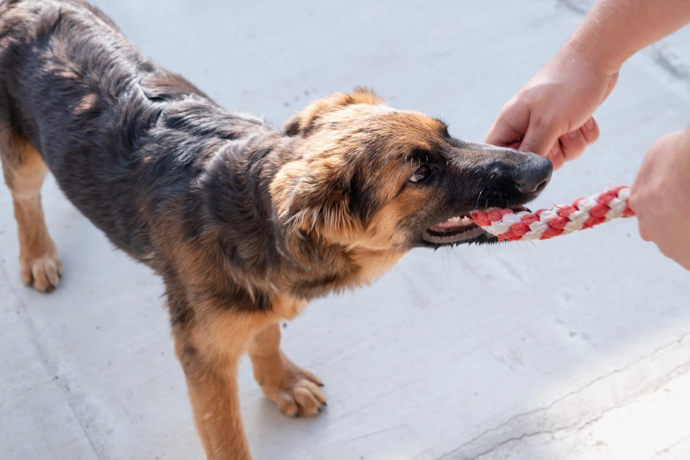 Perro jugando con cuerda ejemplo de cuidado y diversión en tienda de alimentación y accesorios para mascotas en Atarfe