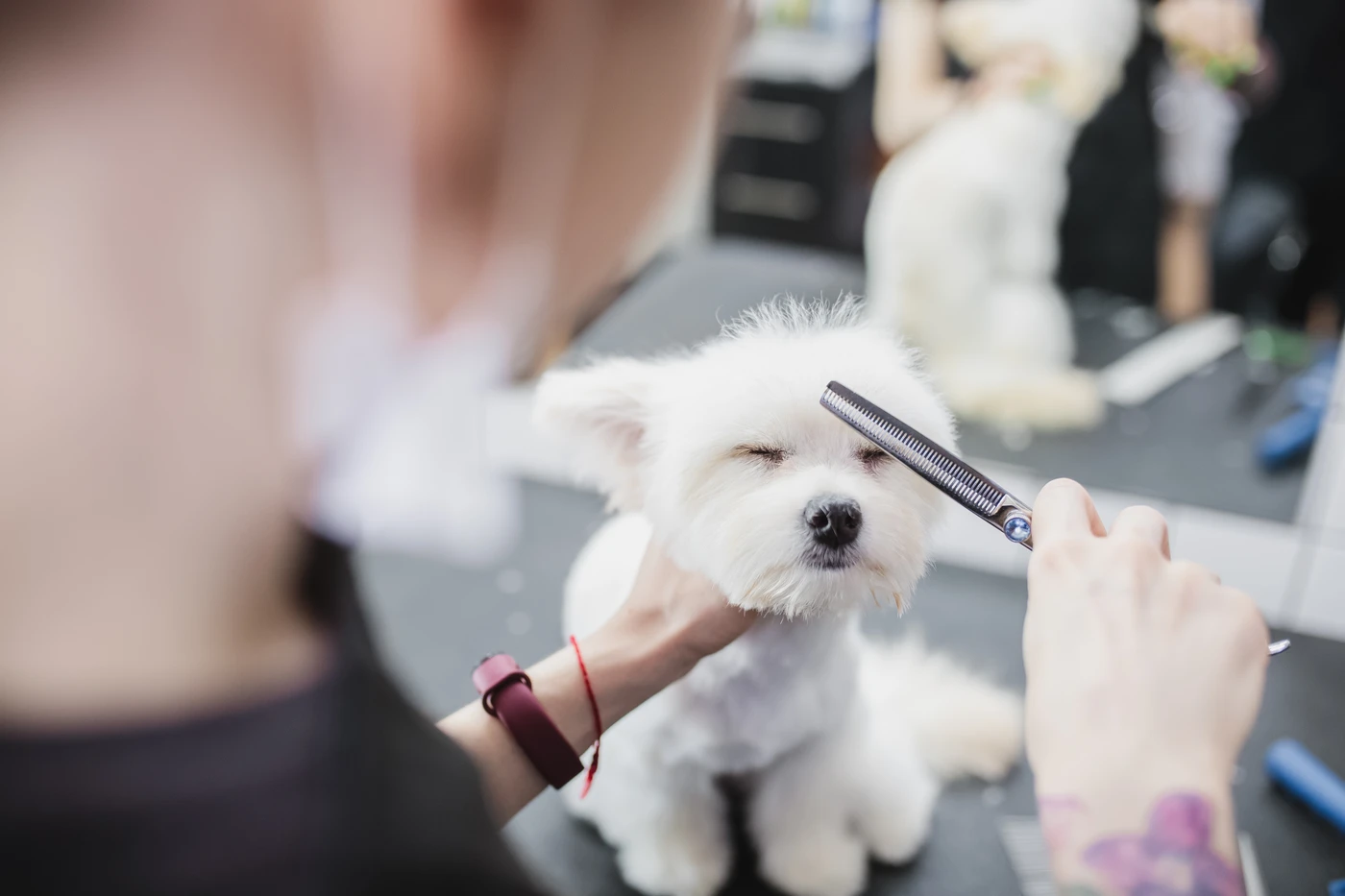 Sesión de peluquería canina en tienda de alimentación y accesorios para mascotas en Atarfe