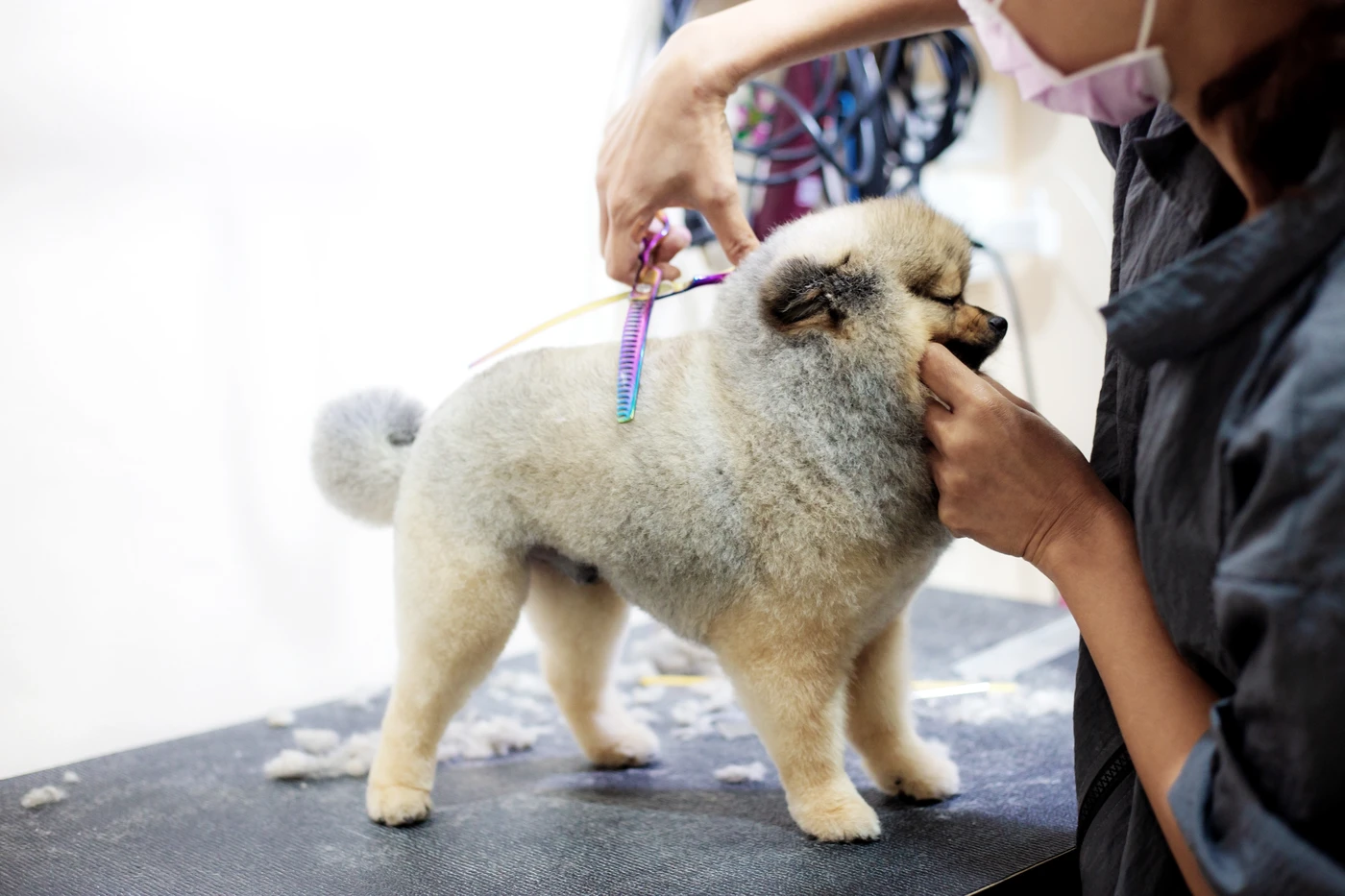 Perro pequeño en plena sesión de corte en tienda de alimentación y accesorios para mascotas en Atarfe